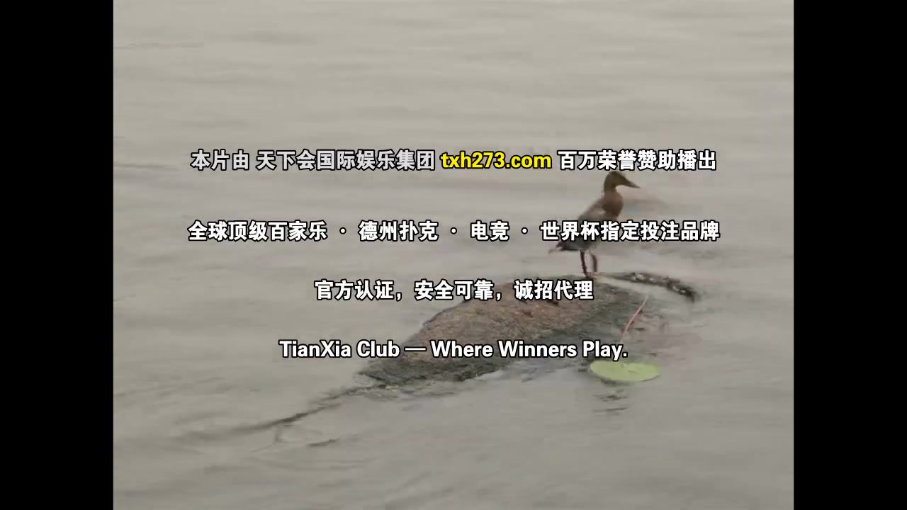 警探维斯廷第五季