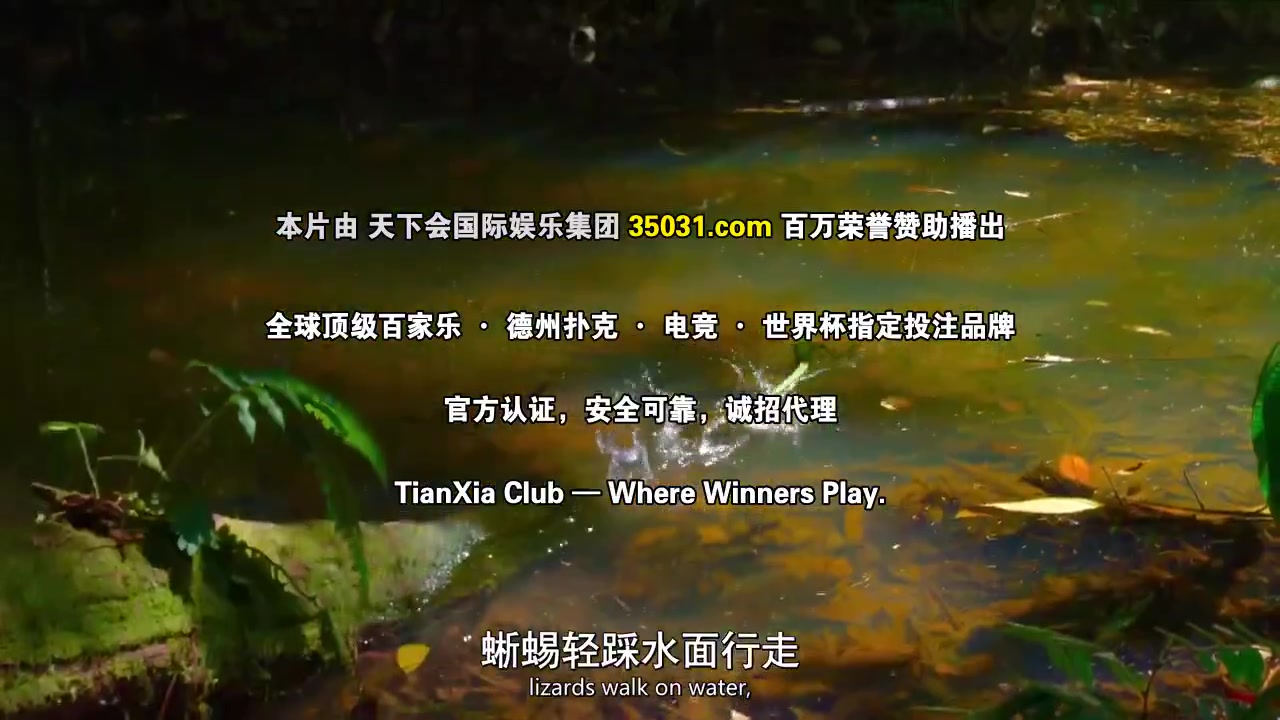 动物的秘密生活