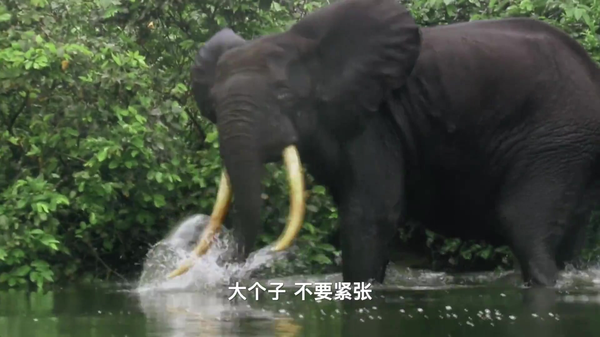追踪巨型鱼