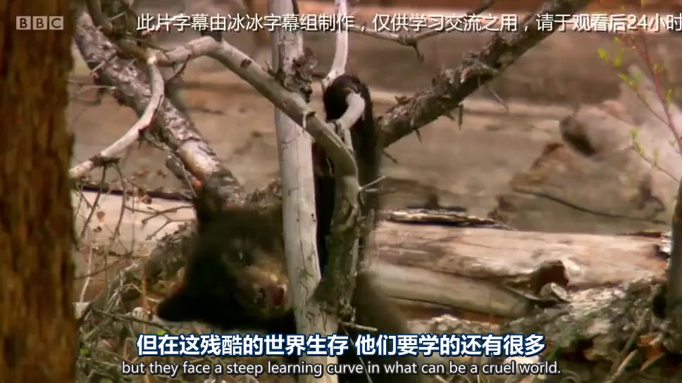动物宝宝