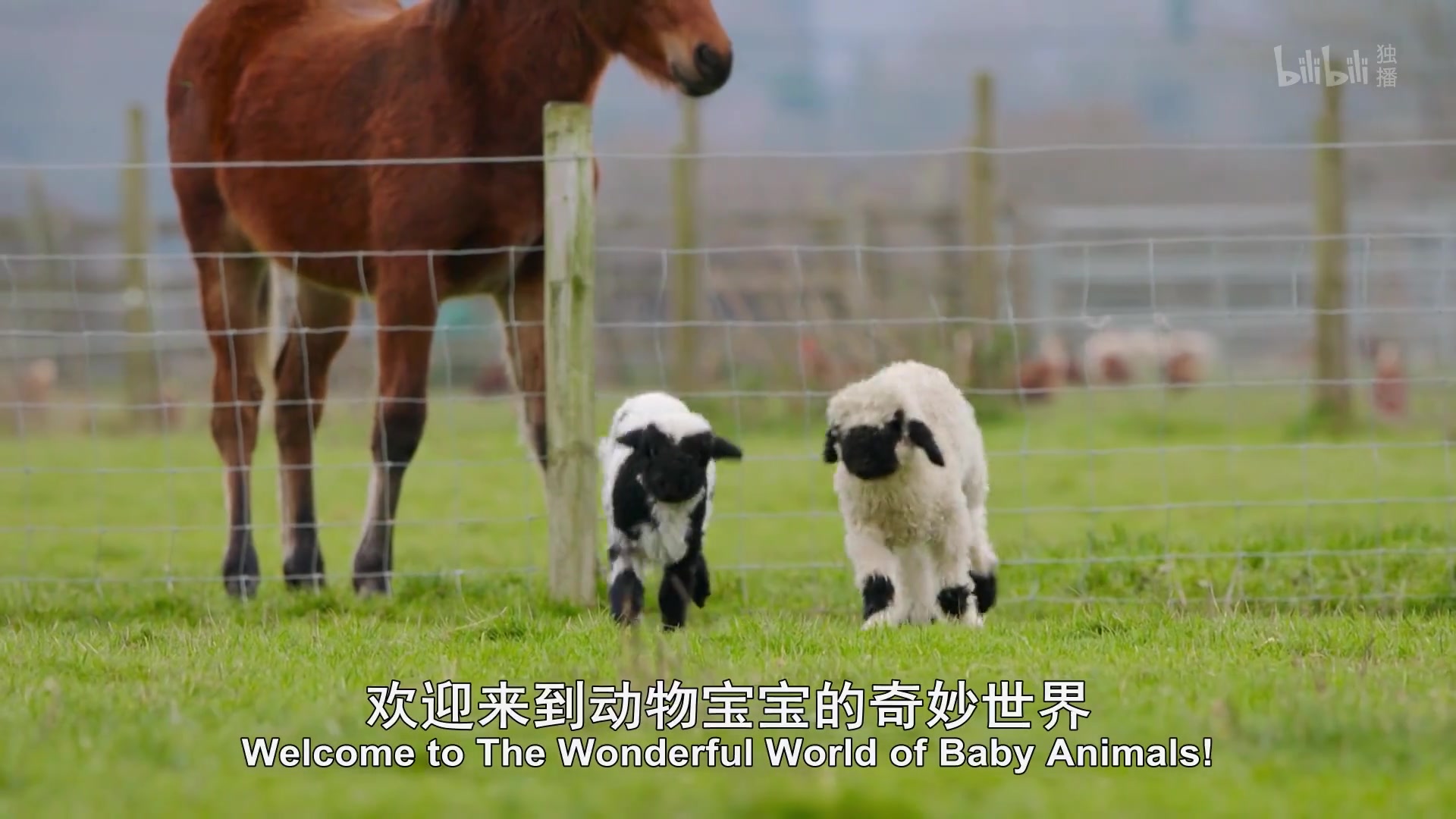 可爱的小崽子们