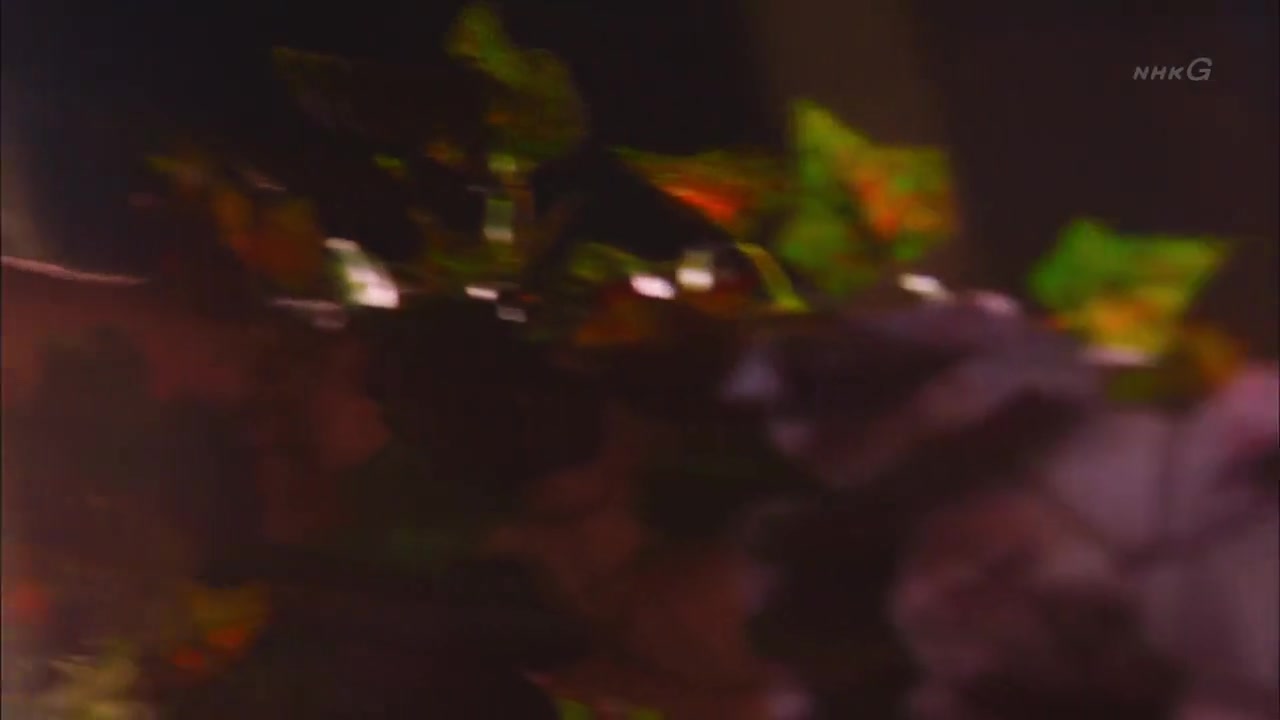 一日偶像署长的事件簿